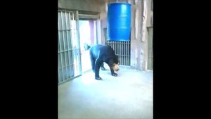 Медведь❓- Гоп со смыком❗🔊