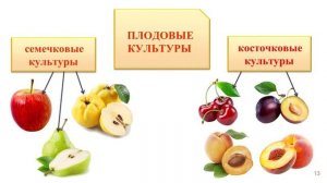 Классификация культурных растений.
