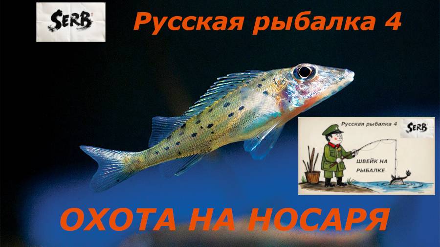 РУССКАЯ РЫБАЛКА 4 Охота на Ерша-Носаря #11...Швейк
