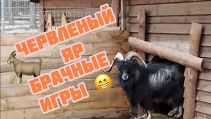 Брачные игры животных 😁