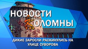 Дикие заросли раскинулись на улице Суворова