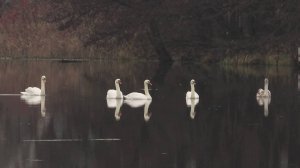 Лебединое озеро. Васильево.