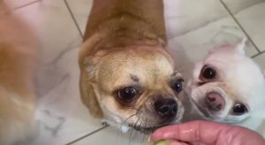 Немного полакомились огурчиками.