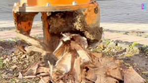 В Керчи продолжаются работы по удалению пней после сноса аварийных деревьев