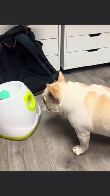 Кажется он не понял правила😁  Приколы🤣