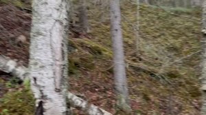 Загадочный водопад в Карельском лесу