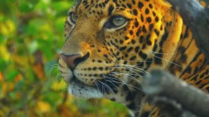 ДИСКАВЕРИ: ЖИВОТНЫЕ В ДИКОЙ ПРИРОДЕ 8K ULTRA HD