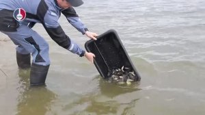 В Свердловской области провели масштабное зарыбление уральских водоёмов