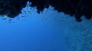 Дайвинг. Красное море