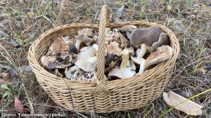 Тополёвая рядовка и коллибия масляная в осиннике