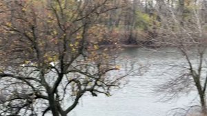 🦢 На Шахтёрском городском пруду поселилась семья лебедей