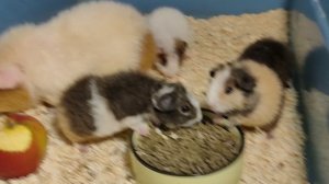 Продаю #морскихсвинок +79215950848 #американскийтедди