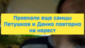 ПРИЕХАЛИ ЕЩЁ САМЦЫ ПЕТУШКОВ И ДАНИО ПОВТОРНО НА НЕРЕСТ