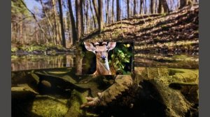 Золотая черепаха 2025