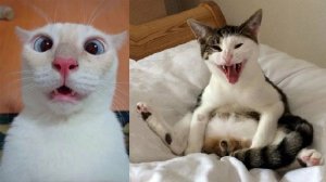СМЕШНЫЕ КОТЫ, ЛУЧШИЕ ПРИКОЛЫ С КОТАМИ, КОШКИ, ЖИВОТНЫЕ