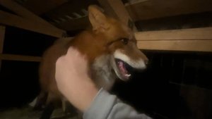 Лиса-Алиса. Деловой лис Игнис