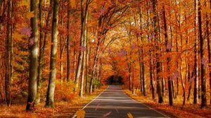 ОСЕНЬ ЗОЛОТАЯ -  ФУТАЖ