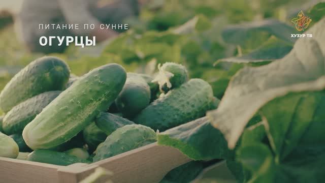 Огурцы | Питание по сунне