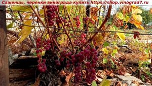 ❗️❗️Виноград сохранившийся до 26.10 на кустах - Кишмиш Эйнсет, созревший в конце июля! Не осыпается.