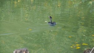 Яша купается. Видео С.Т. Комарова