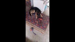 Собака. Том