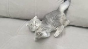 Кошка по кличке Масяня помогает делать ремонт дома.