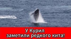 У берегов Курил заметили редкого кита-горбача из Красной книги России