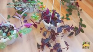 Пересадка Традесканций.🌿🫶 Готовим "Вяленые Помидоры. 🍅