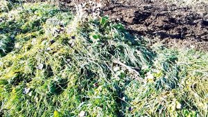 Насекомые, как переносчики опасных болезней плодовых культур. И прочее!