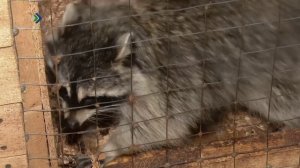 Созидатели. Страус Вася. 28.10.2025