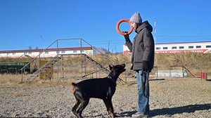 За полгода более 30 магаданцев привлекли к ответственности за неправильный выгул собак