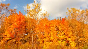 Осенние краски Подмосковья. Секретные места. Река Десна. Дубровицы.
