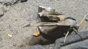 Бабочка "глазчатый бражник" дальний восток 30.07.2025