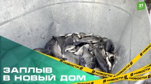 Во Втором озере поселились 134 тысячи мальков сазана