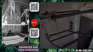 Волнистые попугаи 🦜🦜🦜 | авиарий на балконе📍