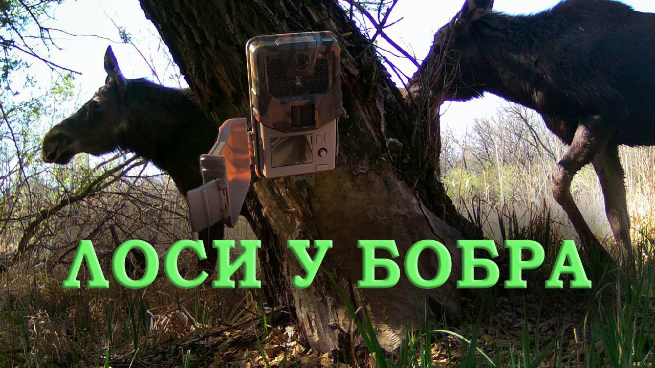 ЛОСИ в гостях у БОБРА Фотоловушка в лесу