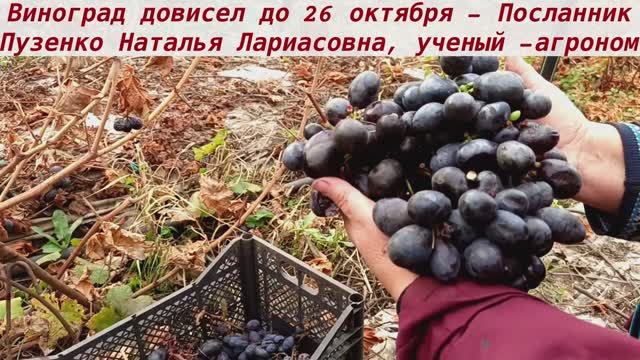❗️❗️❗️ Виноград сохранившийся до 26.10 на кустах - Посланник, созревший в середине августа! смотреть онлайн