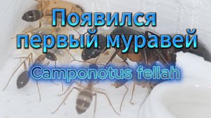 «Camponotus fellah: от расплода до первого рождения 🐜»