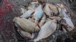 НАЛОВИЛ И ЗАСОЛИЛ ОГРОМНЫЙ ТАЗ РЫБЫ! Встал на яму и тягаю одну за одной. Жирная! Вкусная!