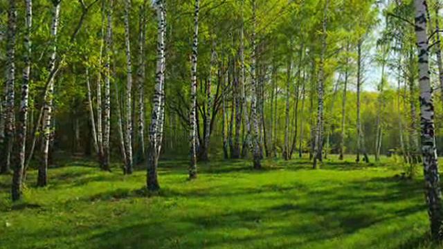 Соловейко. смотреть онлайн