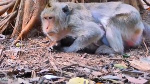 Опытная макака сразу задаёт новорождённому детёнышу... 1000039612.mp4