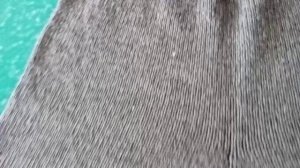 Брюки зимние"Теплющие",объяснялочка. Носки "Листопад".