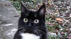 За листочек🍂😽🐟