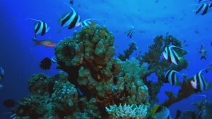 СПОКОЙНАЯ МУЗЫКА ДЛЯ СНЯТИЯ СТРЕССА