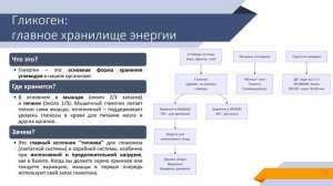 Часть 7. Гликоген