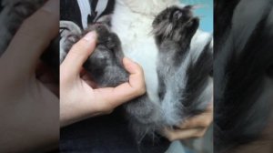 Мейн Кун Полидакт Феликс🥰
Вторую половину ролика лучше смотреть со звуком.