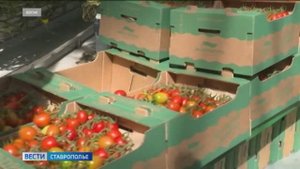 Вести. Ставропольский край» 30.10.2025 (11.30)