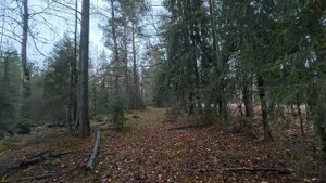 Чем полезен осенний лес?