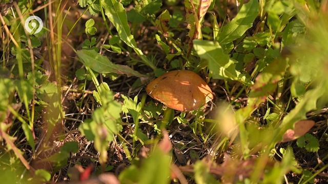 70 историй города Ч |Карпаты