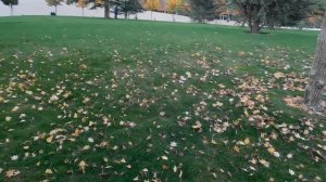 29=10=2025  КРАСНОДАР.  ПАРК  С.  ГАЛИЦКОГО . ОСЕНЬ.  (264)